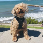 Best Pet Supplies - Image 7
