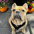 Voyager Step-in Pet Harness - Image 8