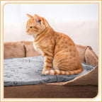 Tegeme 12 Pcs Pet Blankets Soft Fluffy Fleece Dog Cat Warm Paw Print Pattern - Image 7