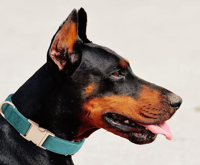 Soft Cotton Dog Collar with Metal Buckle Adjustable Heavy Duty Comfy Corduroy - Image 5