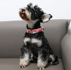 Unique style paws Dog Collar Metal Buckle Watermelon Collar Gift Durable Cute - Image 3