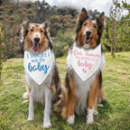 2 Packs Baby Announcement Dog Bandana Our Humans are Getting Us a Baby Gender - Image 3
