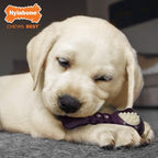 Nylabone Double Action Bone Puppy Chew Toy, Rubber Teething Toys - Image 2
