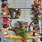 Bird Swings Toys for Parakeets Parrot, Natural Bird Perch Cage Hanging Chew - Image 5