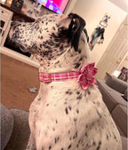 Lionheart Glory Dog Collar, Cute Floral Pattern Pet Collar Adjustable Pet Collar - Image 5