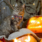 LLHK 4 Pack Halloween Cat Collar - Image 2