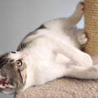 Cat Scratching Post with Carpeted Base - Image 5