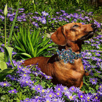 Lionheart glory Dog Collar Darkblue Flower Dog Bow Collars Floral Dog Collar - Image 4