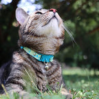 Kittyrama Botanicals Jungle Kitten Collar. Award Winning. Hypoallergenic - Image 4