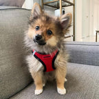 Best Pet Supplies Voyager Step-in Air Harness - Image 7