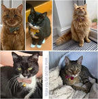 Safety Quick Release Cat Collars, Soft Kitten Collars - Image 5