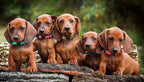 Puppy Collars for Litter, Puppy Collars for Small Puppies Soft Nylon Safety - Image 6