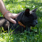 Pettsie Breakaway Cat Collar - Image 4