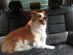 Brilliant Sunshine Premium Calming Dog Bed Mat, Silky Velvet, Removable - Image 7