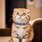 EXPAWLORER Leather Cat Collar for Girl Boy- Adjustable Pet Collar - Image 6