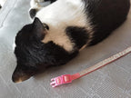 Rhinestone Cat Collar Breakaway - Image 5