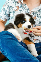 Nylabone Gourmet Style Stick Strong Chew Toy - Image 2