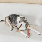 SPOT Bam-Bones Plus Branch -Bamboo Fiber & Nylon, Durable Long Lasting Dog Chew - Image 12