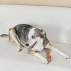 SPOT Bam-Bones Plus Branch -Bamboo Fiber & Nylon, Durable Long Lasting Dog Chew - Image 2