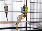 Prevue Pet Products Steel Bird Flight Cage - Image 2