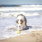 Hyper Pet K9 Kannon Dog Ball Thrower Launcher - Image 8
