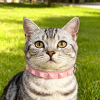 EXPAWLORER Halloween Leather Cat Collar - Image 7