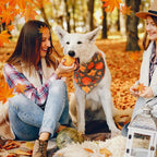 Abbylike 50 Pcs Fall Thanksgiving Dog Bandanas Bulk Pumpkin Bandanas - Image 7