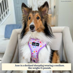 Lucy & Co. Cute Reversible Dog Harness Walking Halter - Image 2