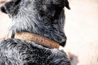 Carhartt Nylon Duck Dog Collar, Fully Adjustable Durable 2-Ply Cordura Nylon - Image 8