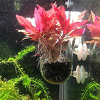 2 PCS Aquarium Plant Holder Top Hanging Fish Tank Plant Pot Aquarium Planter - Image 6