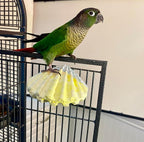 Polly's Comfy Clam Parrot Cage Flat Bird Perch - Image 3