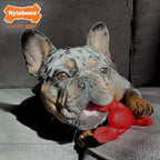 Nylabone Lobster Power Chew Toy - Image 3