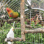 Bird Perch Nature Wood Stand for 3-4pcs Small Medium Parrots - Image 5