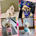 Dog Birthday Bandana Set, HBD Party Supplies - Image 6