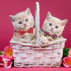 ADOGGYGO Valentine Cat Collar - Image 3