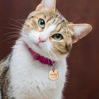 Anavia Personalized Pet ID Tags, Stainless Steel Glossy Laser Engraved Dog Cat - Image 5