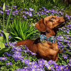 Lionheart glory Dog Collar Darkblue Flower Dog Bow Collars Floral Dog Collar - Image 4