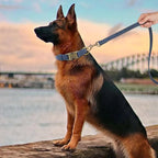 Didog Soft PU Leather Dog Collar, Stylish Quick Released Dog Collars - Image 3
