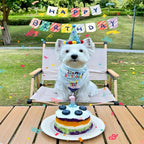 Pet Birthday Party Set with Hat and Bandana - Image 2