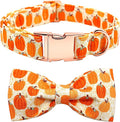 Dog Collar - Halloween Pumpkin Bowtie Pet Collar Gift Soft Bow Collar Pet by BoboRainbow