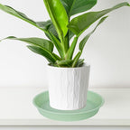 6 Pack Plastic Plant Saucer Water Drip Tray, 4 5 6 7 8 9 10 11 12 13 15 17 19 - Image 5