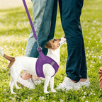 PUPTECK Adjustable Dog Harness Collar and Leash Set Step in No Pull Pet Harness - Image 7