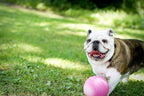 Jolly Pets Bounce-n-Play Dog Toy Ball, 6 Inches, 6 Inches/Medium - Image 2