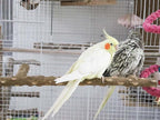 Large Natural Pepper Wood Parrot Stand Branch, Wooden Perch - Image 4