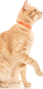 Rubber Cat Collar - Image 6