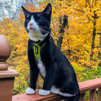 Voyager Escape-Proof Step-in Lock Cat Harness & 5ft Neoprene-Handle Leash Set - Image 6