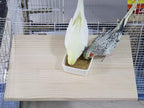 15.7×10.4 Inches Large Bird Perch Stand Platform, Natural Wooden Small Animals - Image 2