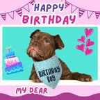 Birthday Boy Dog Bandanas 1 Pack, HBD Pet Scarves - Image 3
