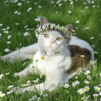 4 Pack Cotton Breakaway Cat Collar - Image 2