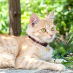 Breakaway Cat Collar with Bell - Image 6